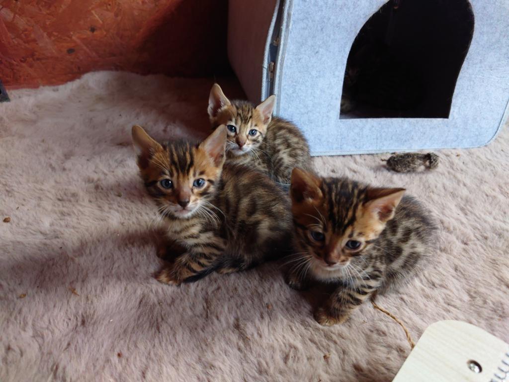 💯 Bengaal Kitten  ✅ Stamboom,🐈 Brown, Poes, Met stamboom, 0 tot 2 jaar