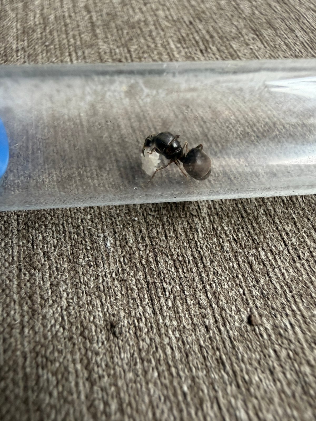 koningin zwarte mier (Lasius niger), eieren, Dieren en Toebehoren, Insecten en Spinnen, Mieren