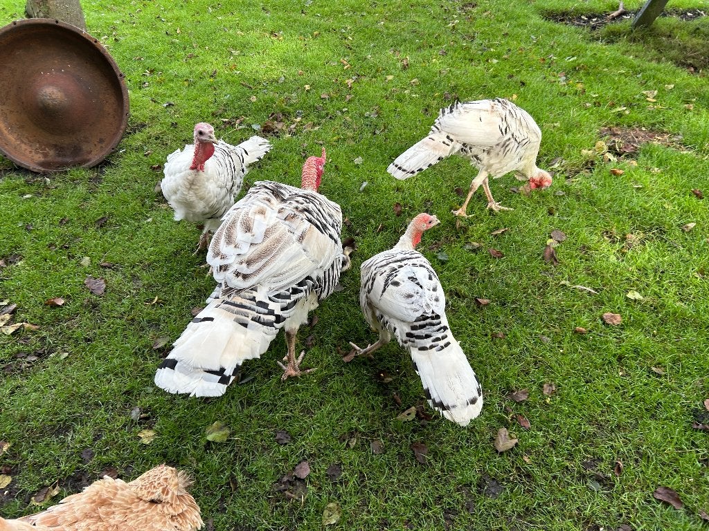 Ronquières (kalkoen), Dieren en Toebehoren, Pluimvee, Meerdere dieren, Kalkoen