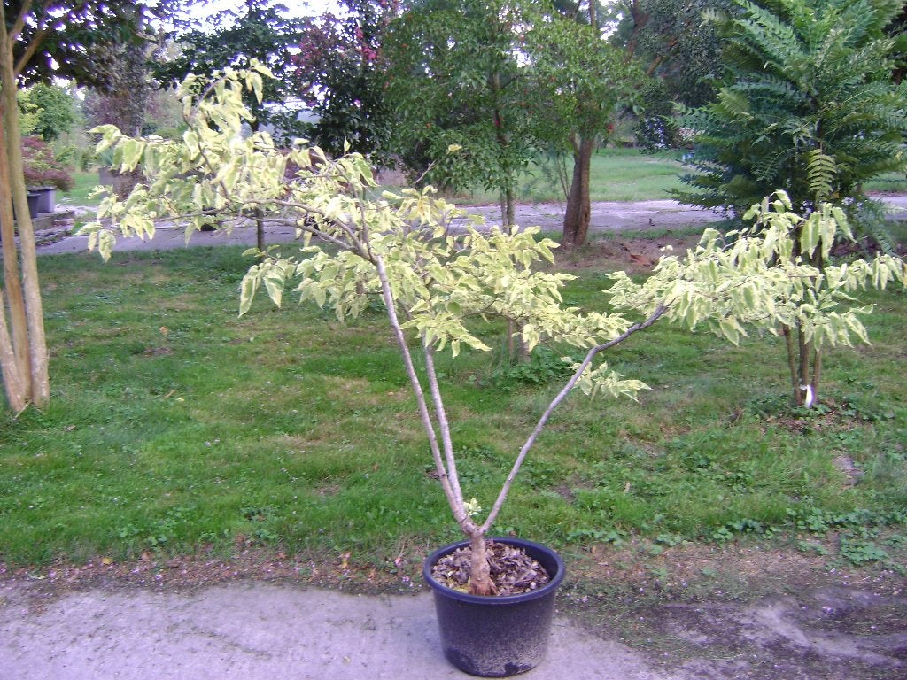Bonte moerbei, Halfschaduw, Overige soorten, Lente, 100 tot 250 cm