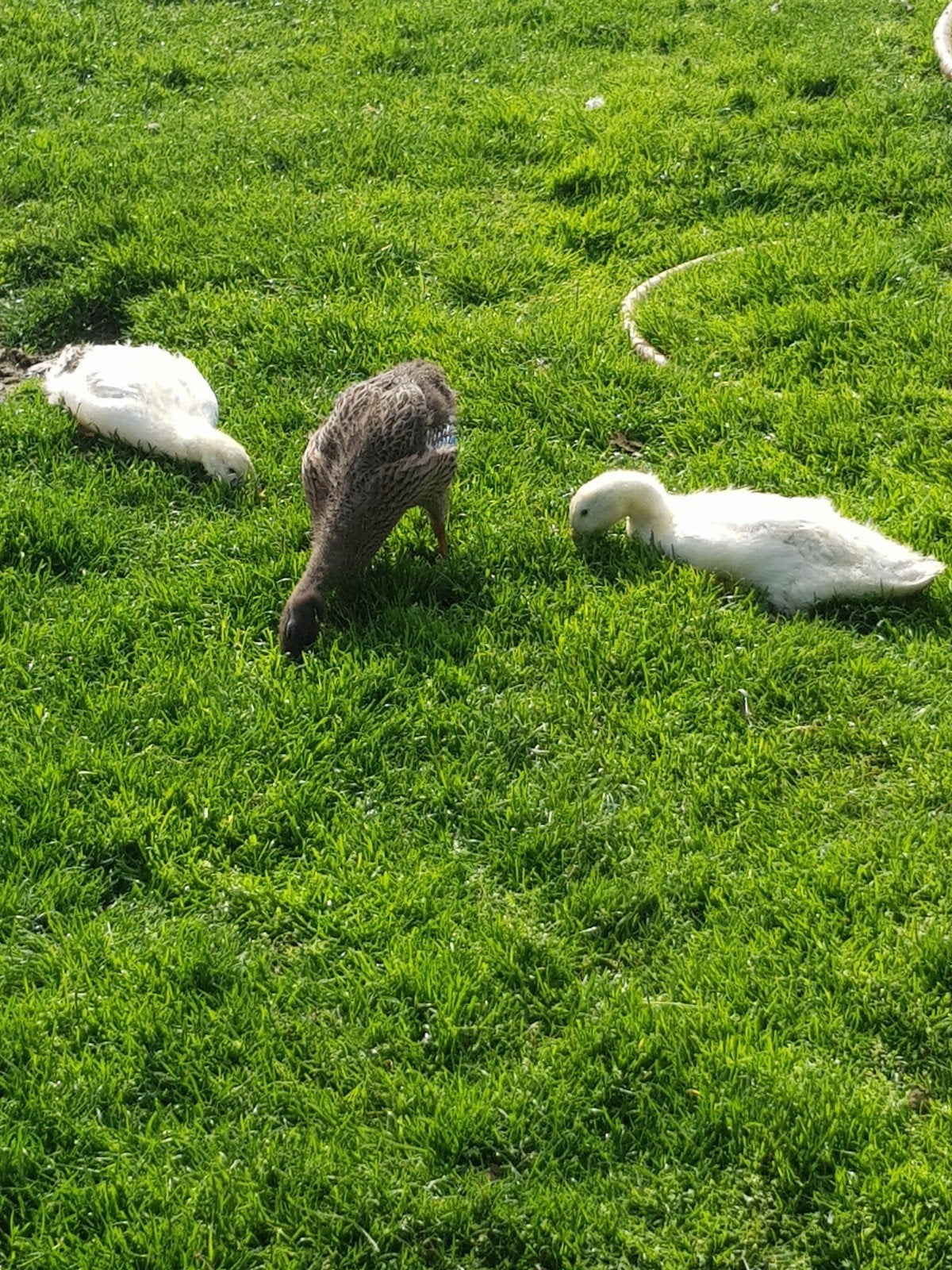 Jonge Loop eenden, Meerdere dieren, Eend