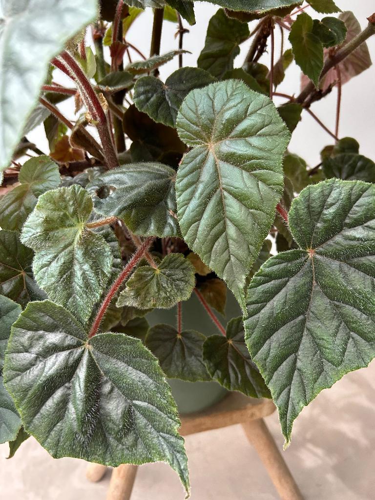 Begonia Oldemor vers geknipte stek kamerplant, Ophalen, Overige soorten, Halfschaduw, Minder dan 100 cm