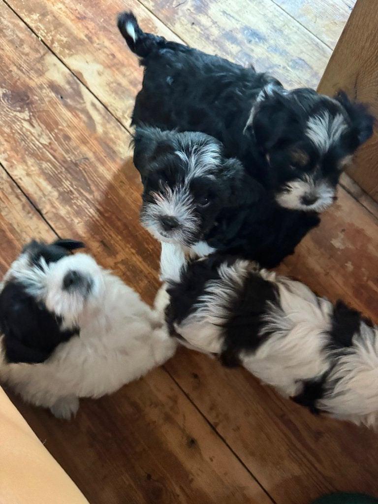 Malthezer pups te koop, Parvo, 8 tot 15 weken, Meerdere, Meerdere dieren