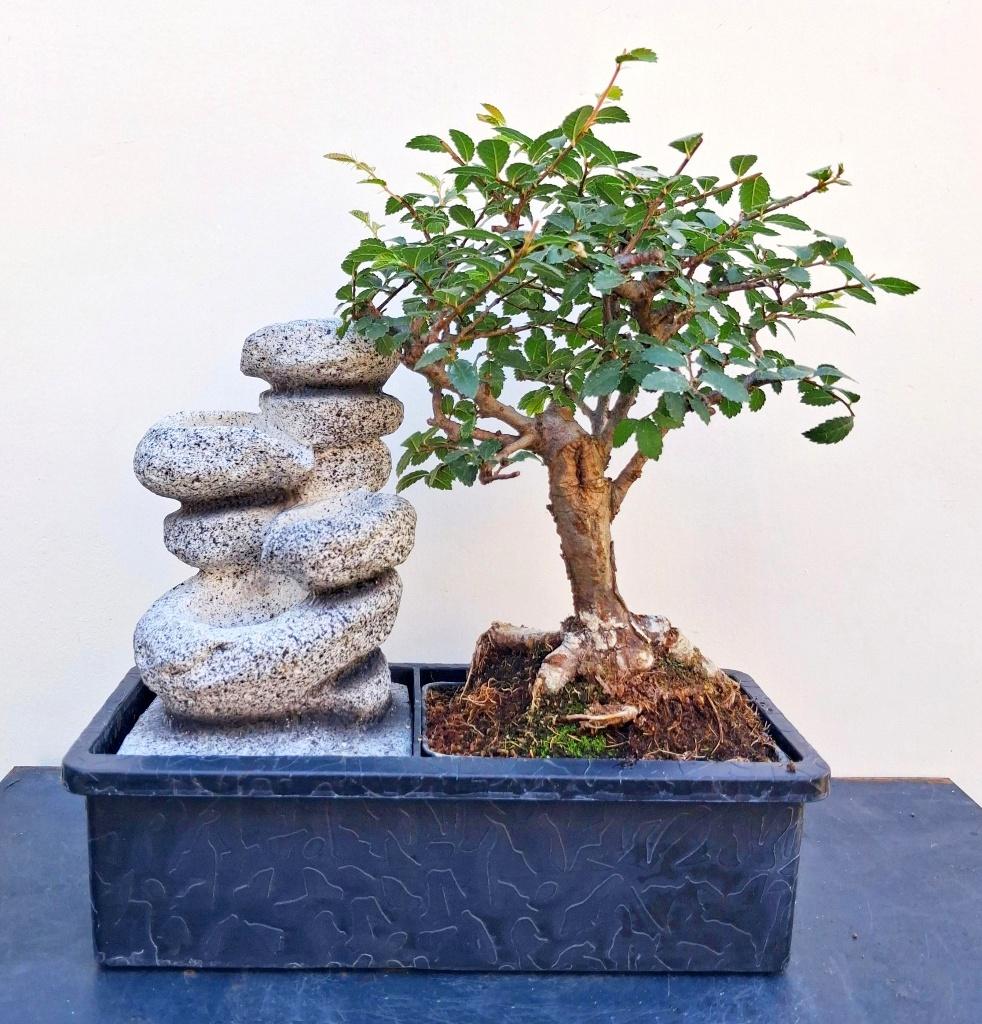 1 Bonsai Chinese Iep Met Waterval- Ulmus Parvifolia, In pot, Bloeit niet, Halfschaduw, Minder dan 100 cm