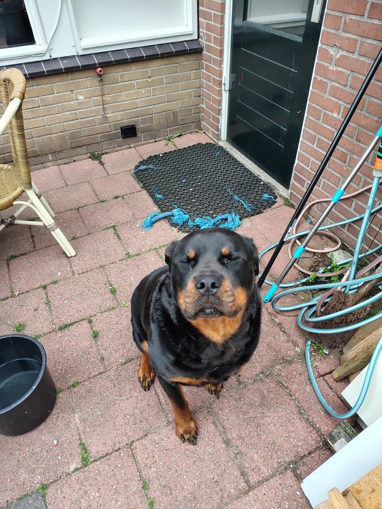 Te koop rottweiler reu ., Dieren en Toebehoren, Reu, Eén hond, 3 tot 5 jaar, Rottweiler