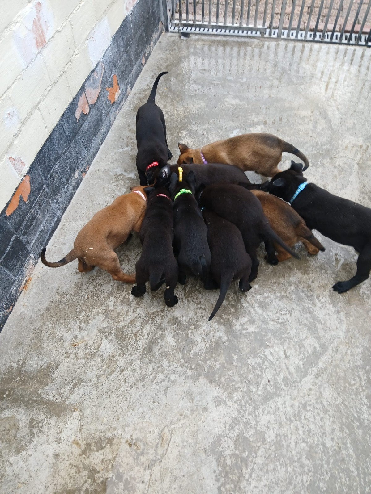 mechelse herder pups, Parvo, 8 tot 15 weken, Meerdere, Meerdere dieren