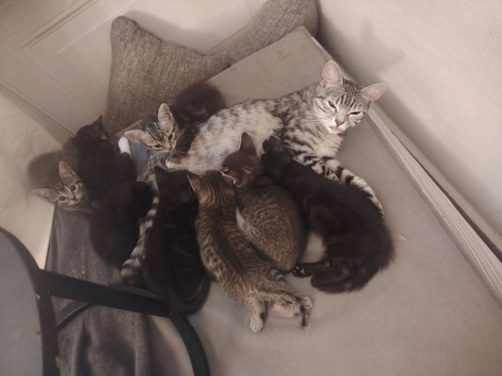 Perzische kat kruising met Europese kat 50€, Dieren en Toebehoren, Katten en Kittens | Overige Katten, Meerdere dieren