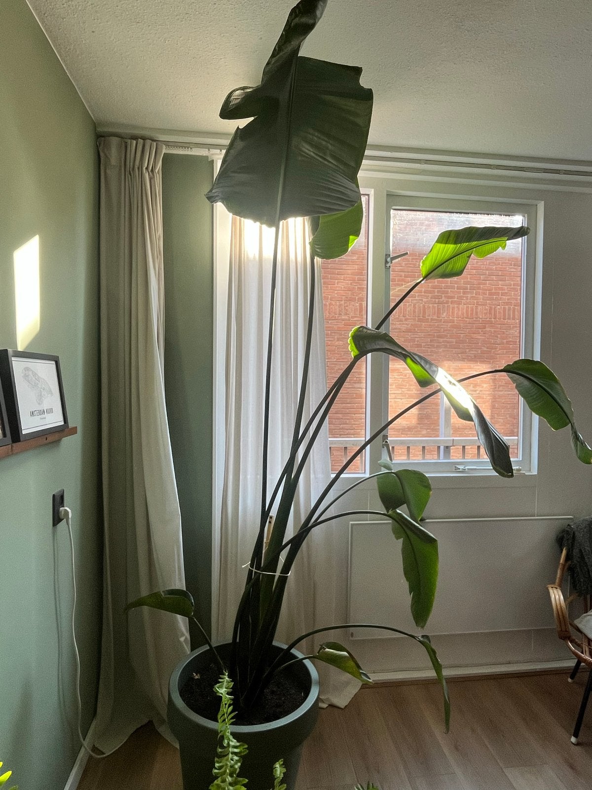 Grote Strelitzia Nicolai - Paradijsvogelplant, Huis en Inrichting, Kamerplanten, Ophalen, 200 cm of meer, Overige soorten, In pot