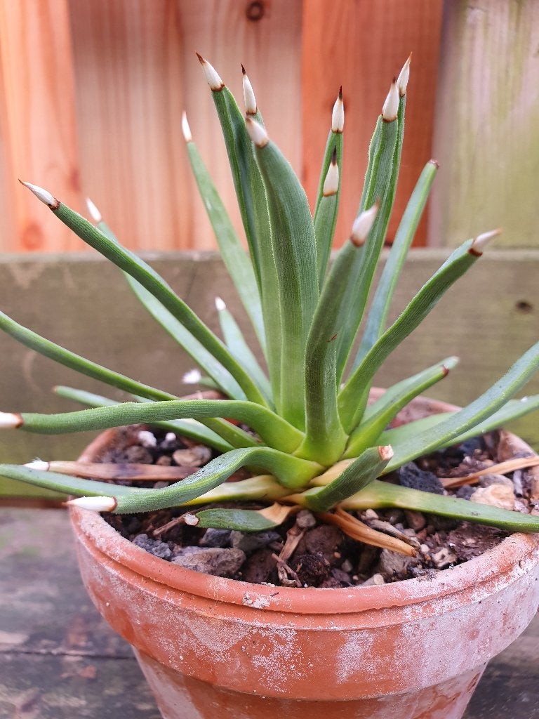 Agave albopilosa, Tuin en Terras, Planten | Tuinplanten, Ophalen of Verzenden, Bloeit niet, Overige soorten, Volle zon