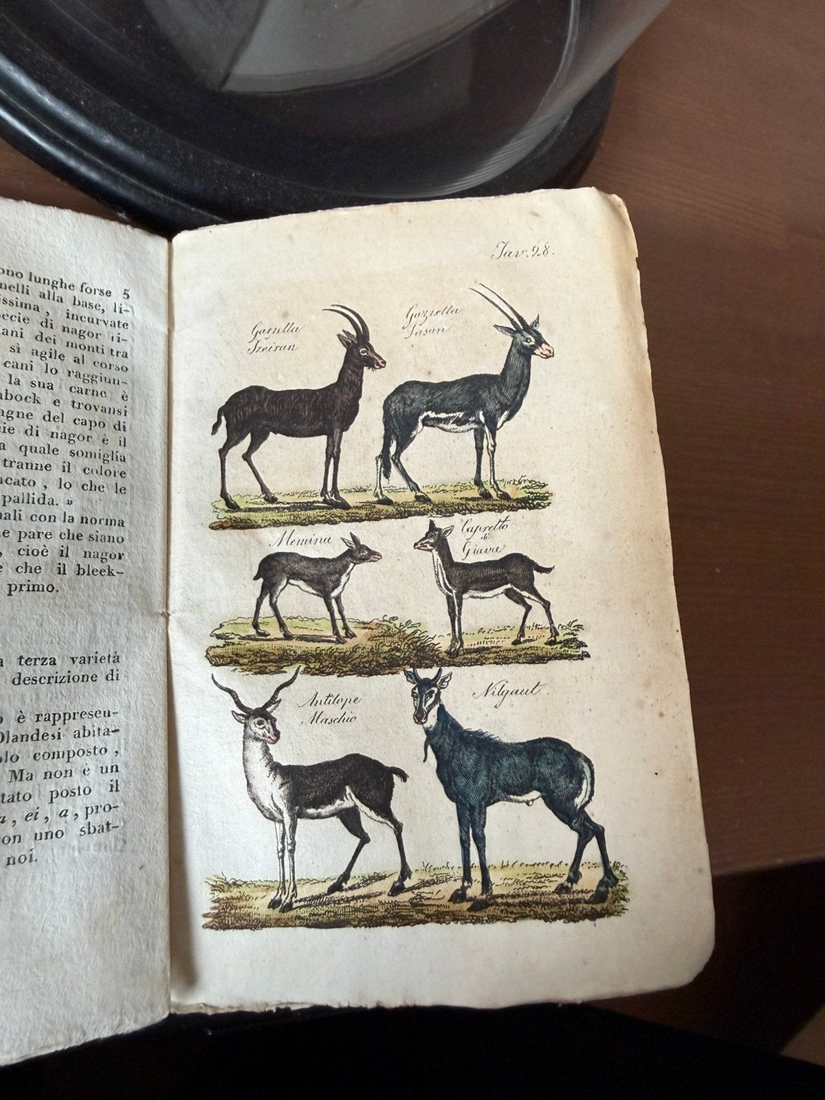 Buffon Storia Naturelle 1830, Ophalen of Verzenden