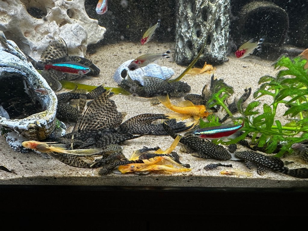 Ancistrus algeneter  man vrouw geel, Dieren en Toebehoren, Vissen | Aquariumvissen, Vis, Zoetwatervis