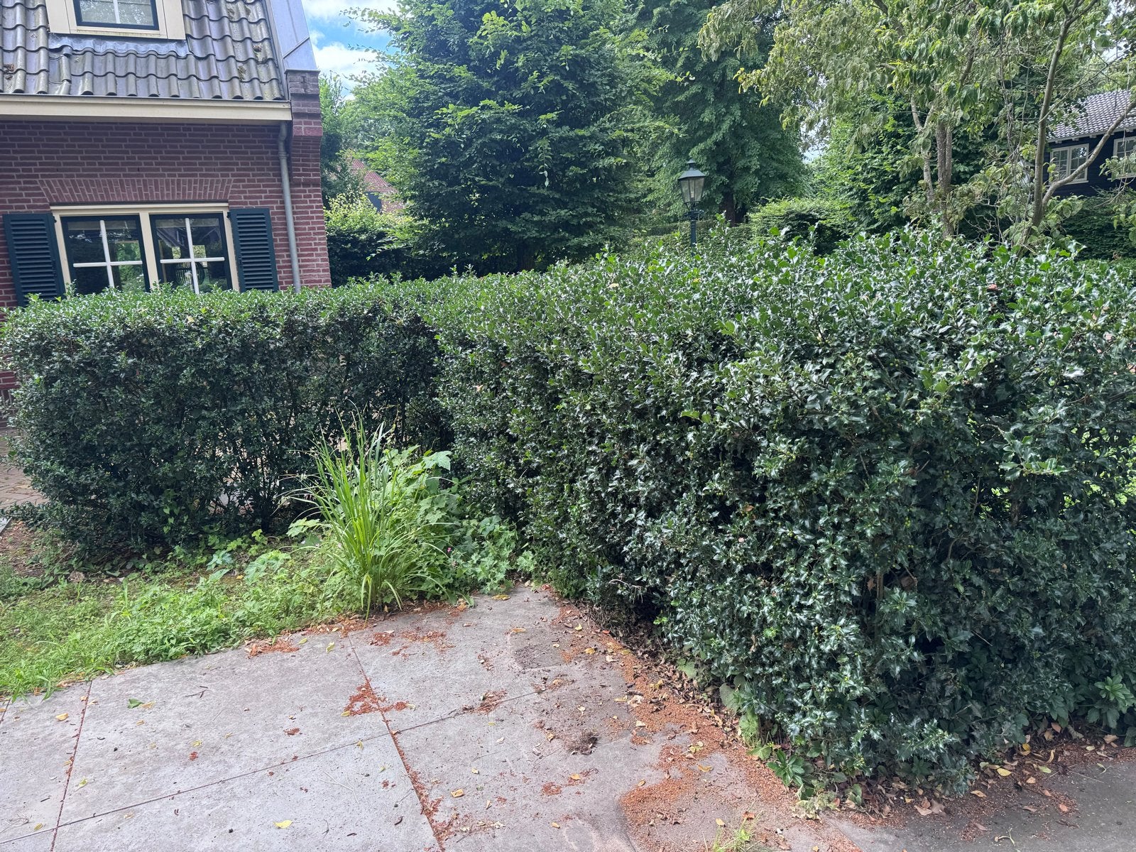Gratis volwaseen Groene Hulst Haag 7 meter, Tuin en Terras, Ophalen, Hulst, Haag, 100 tot 250 cm