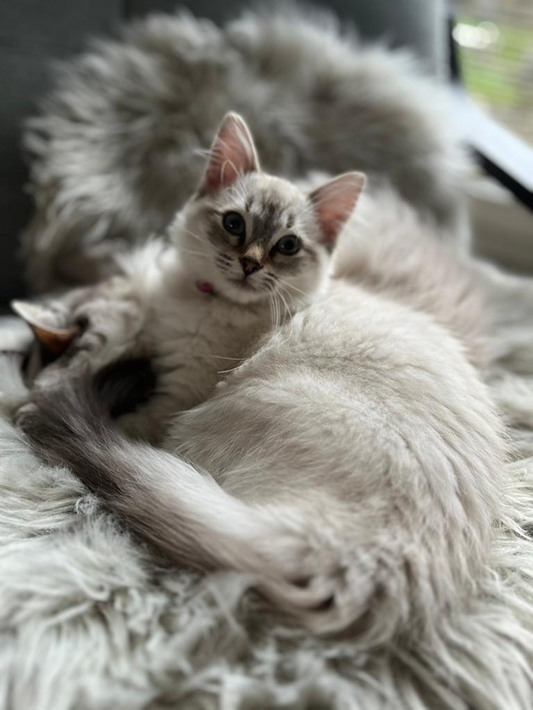 Ragdoll kittens met stamboom verwacht….., Kater, Met stamboom, 0 tot 2 jaar