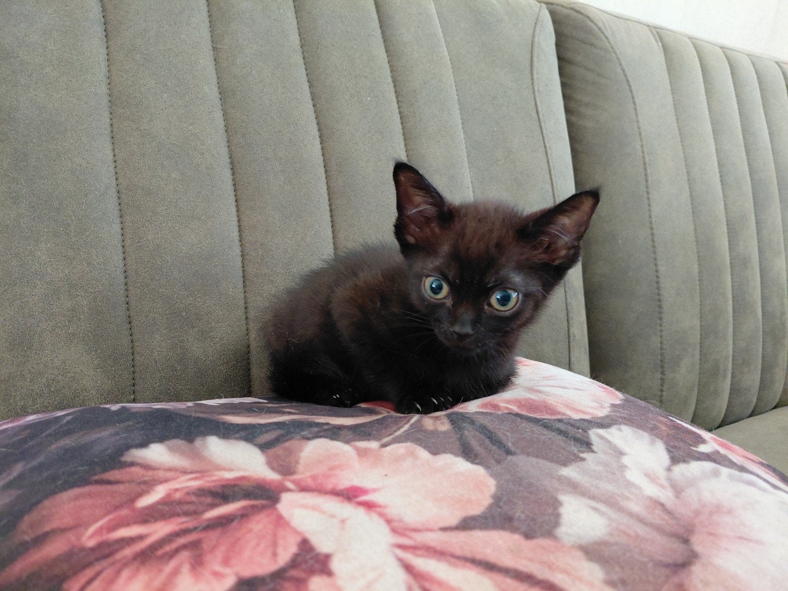 Cornish/devonrex, Dieren en Toebehoren, Kater
