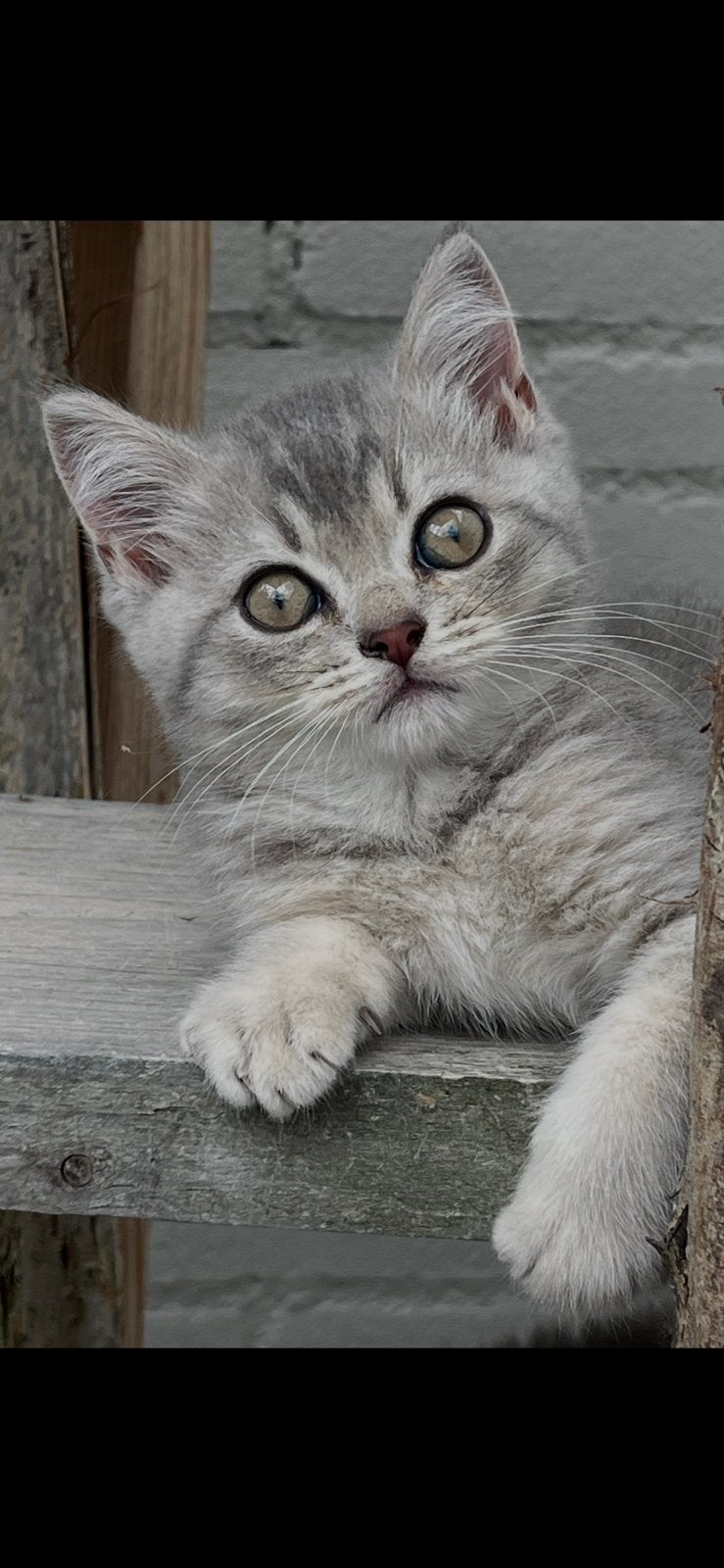 Raszuivere britse korthaar kittens, Dieren en Toebehoren
