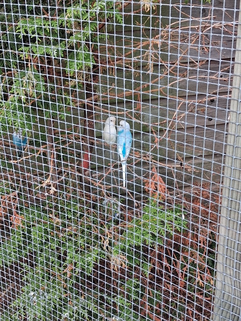 grasparkieten ruilen, Dieren en Toebehoren, Vogels | Parkieten en Papegaaien, Meerdere dieren, Parkiet