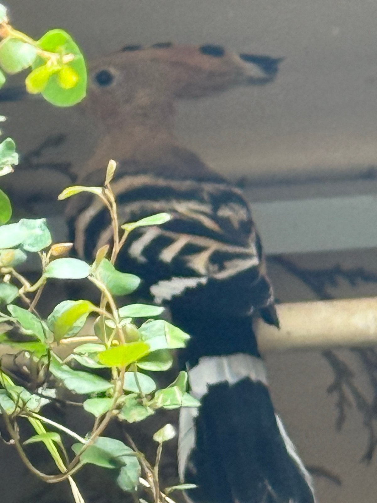 Mooi onverwand koppel Hoppen te koop, Meerdere dieren, Wildzangvogel