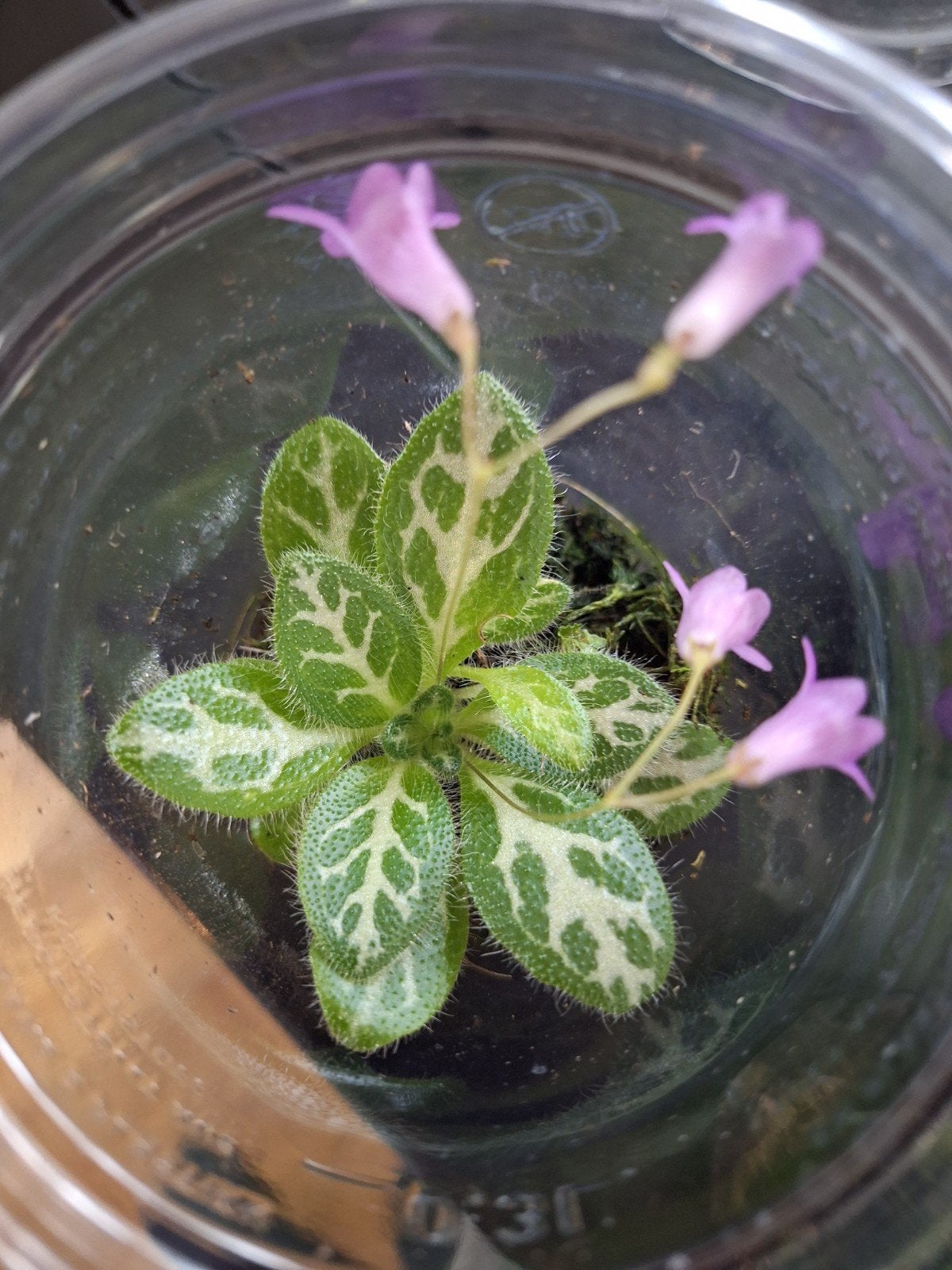 terrarium plant primula sinovietnamica, Ophalen of Verzenden, Halfschaduw, Minder dan 100 cm