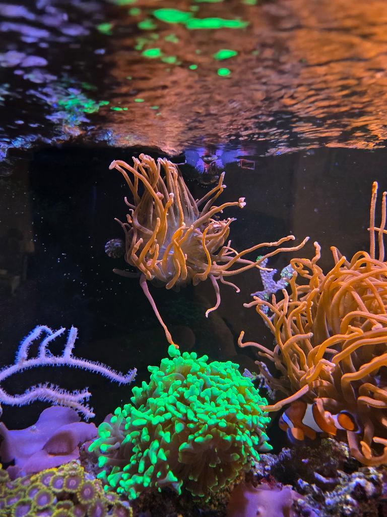 Entacmaea quadricolor -Rode Tepelanemoon, Dieren en Toebehoren, Vissen | Aquariumvissen, Overige typen, Zoutwatervis