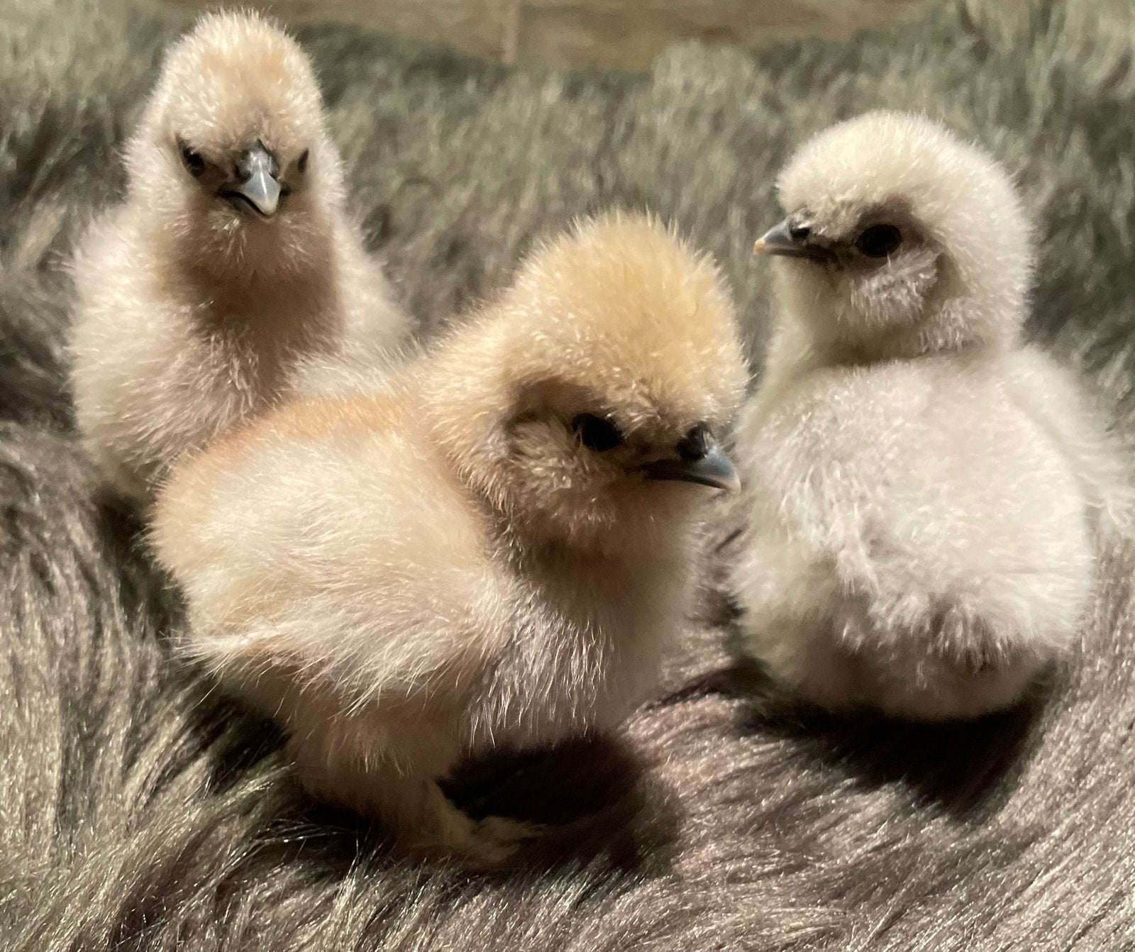 Usa zijdehoen hen kuikens en cochin kriel hen kuikens, Dieren en Toebehoren, Vrouwelijk, Kip