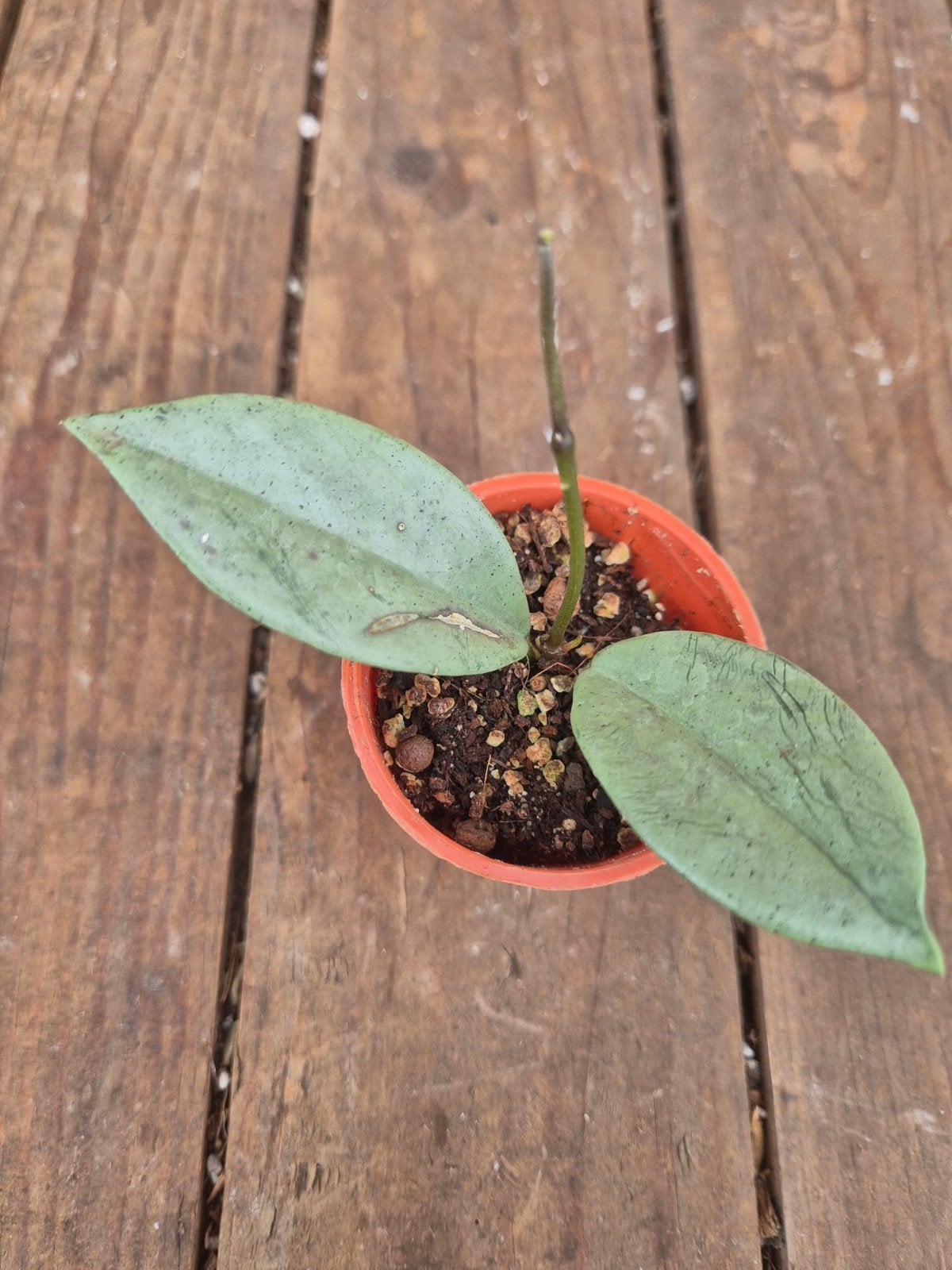 Hoya Wilbur Graves Silver p6 (2), Ophalen of Verzenden, Halfschaduw, Minder dan 100 cm