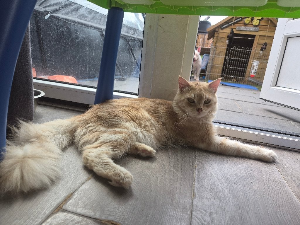 Maine coon kater, Kater, 0 tot 2 jaar