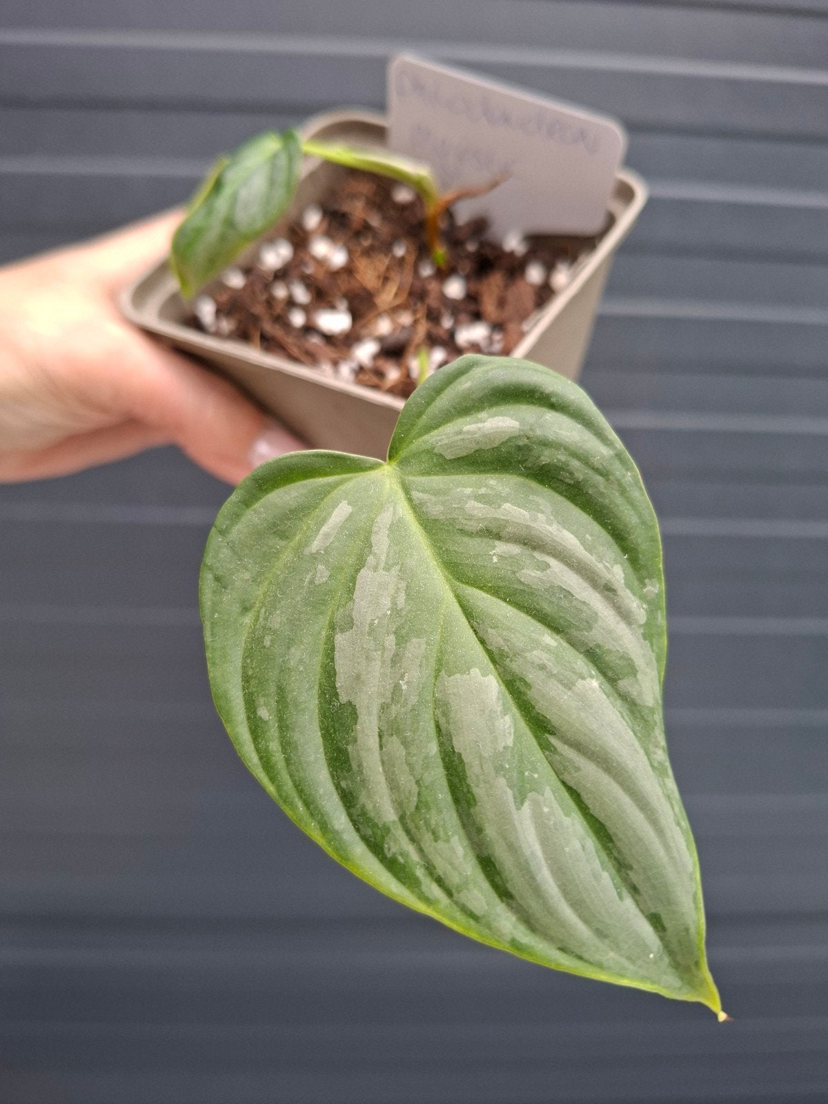 Philodendron Majestic stekje, Huis en Inrichting, Ophalen