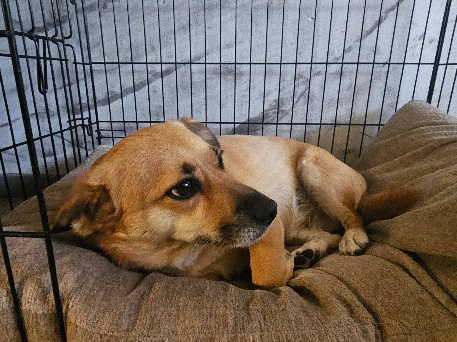 Liefdevolle vriend( in)gezocht, Dieren en Toebehoren, Honden | Niet-rashonden, Particulier, Reu, Buitenland, Parvo
