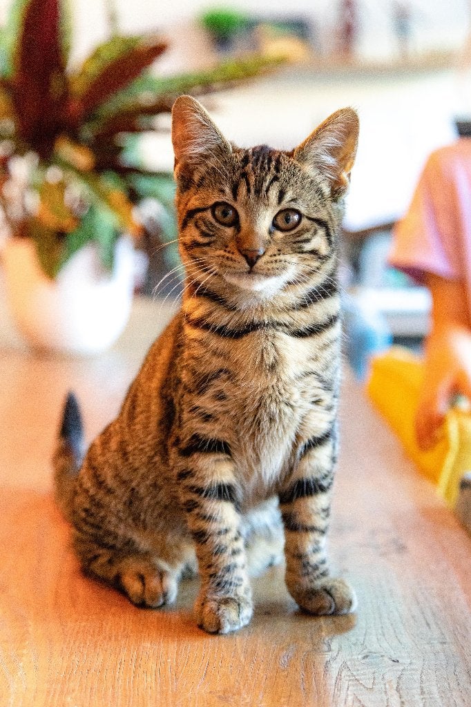 Lieve half-Bengaal kittens zoeken een warm en passend thuis, Dieren en Toebehoren, Meerdere dieren, Ontwormd, 0 tot 2 jaar