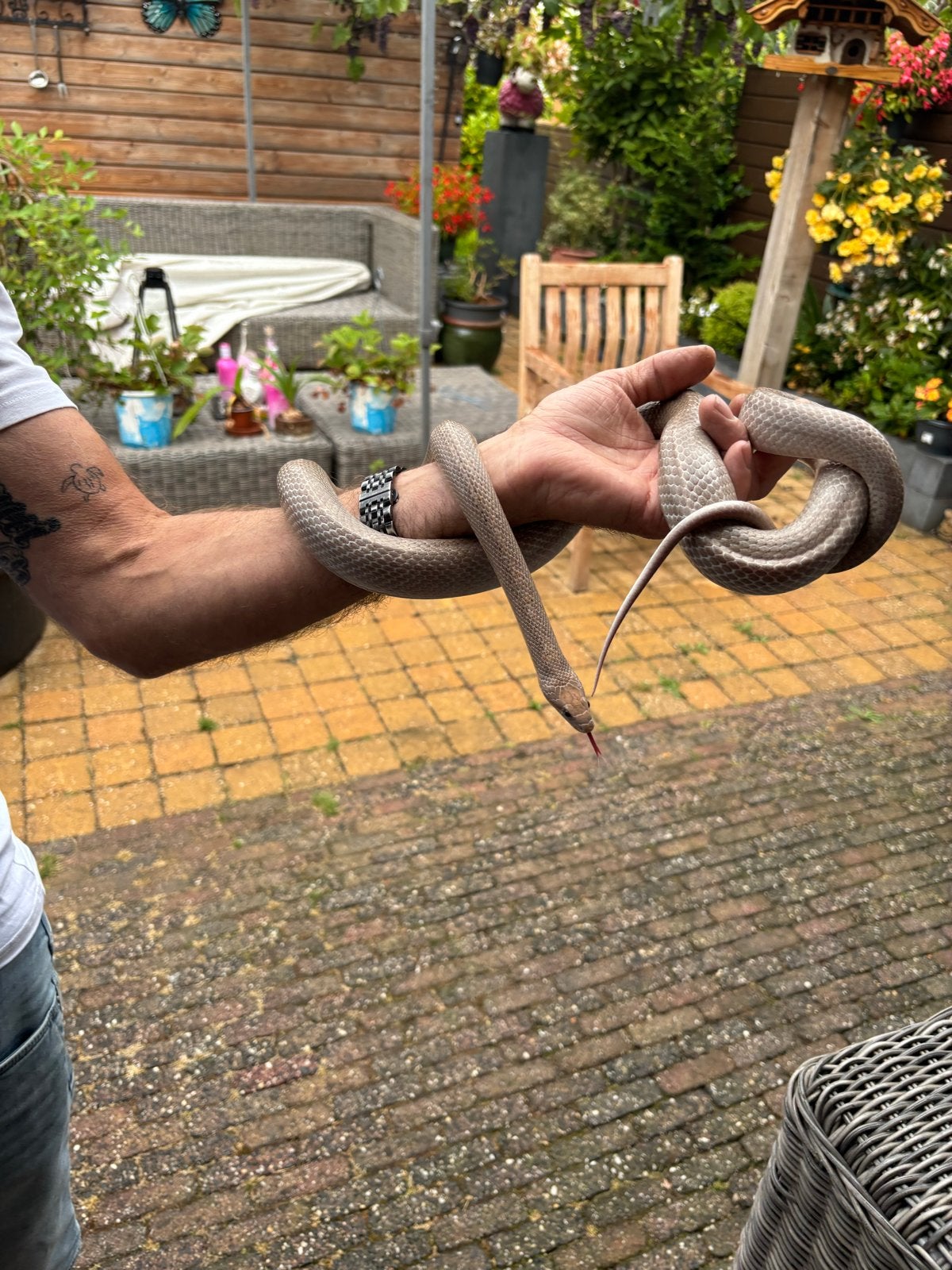 Te koop een mooie rattenslang Rat Snake photo 5
