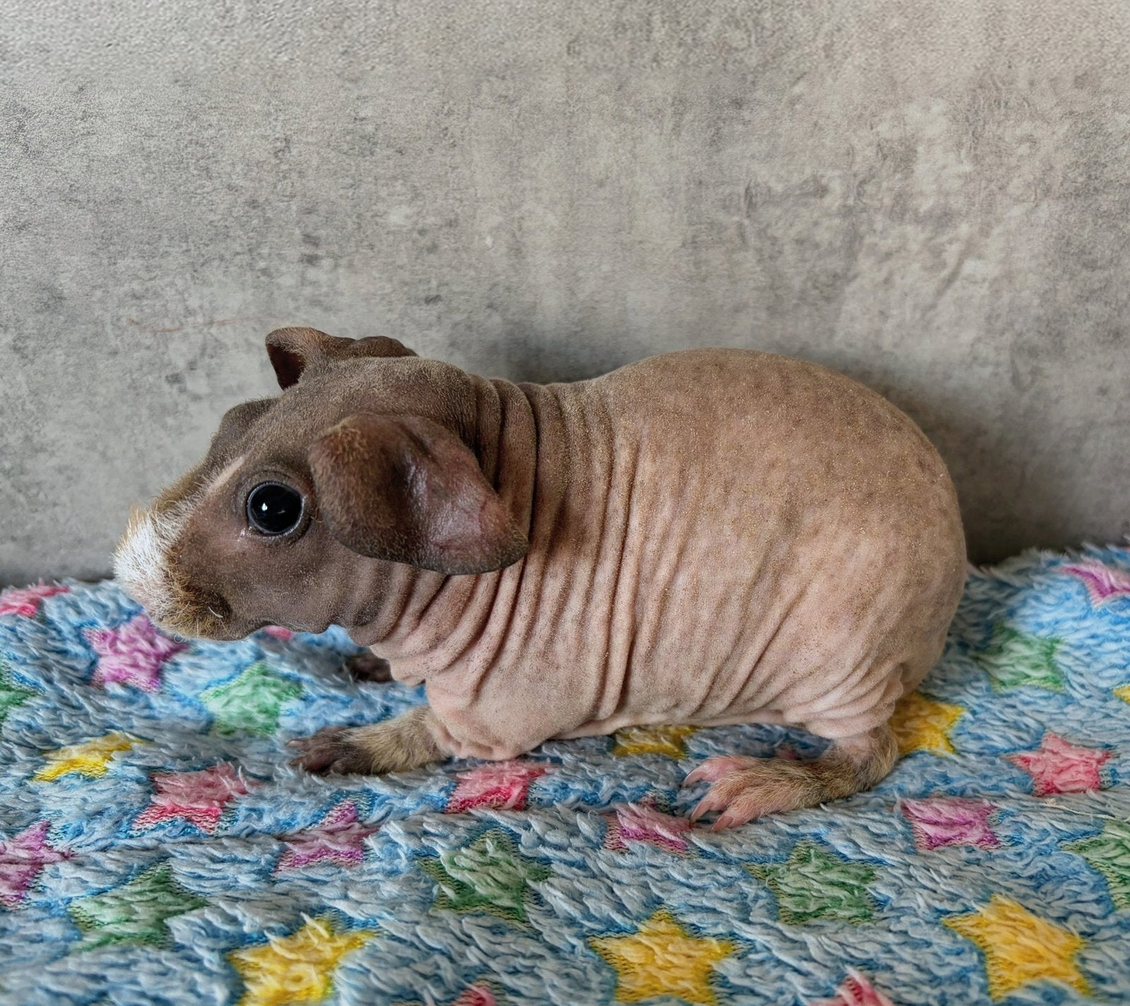 Cavia: Skinny/Weerwolfje (Beertje), Dieren en Toebehoren, Cavia, Augustus, Mannelijk, Tam