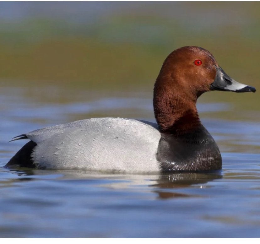 Meerdere soorten siereenden, Dieren en Toebehoren, Pluimvee, Meerdere dieren, Eend