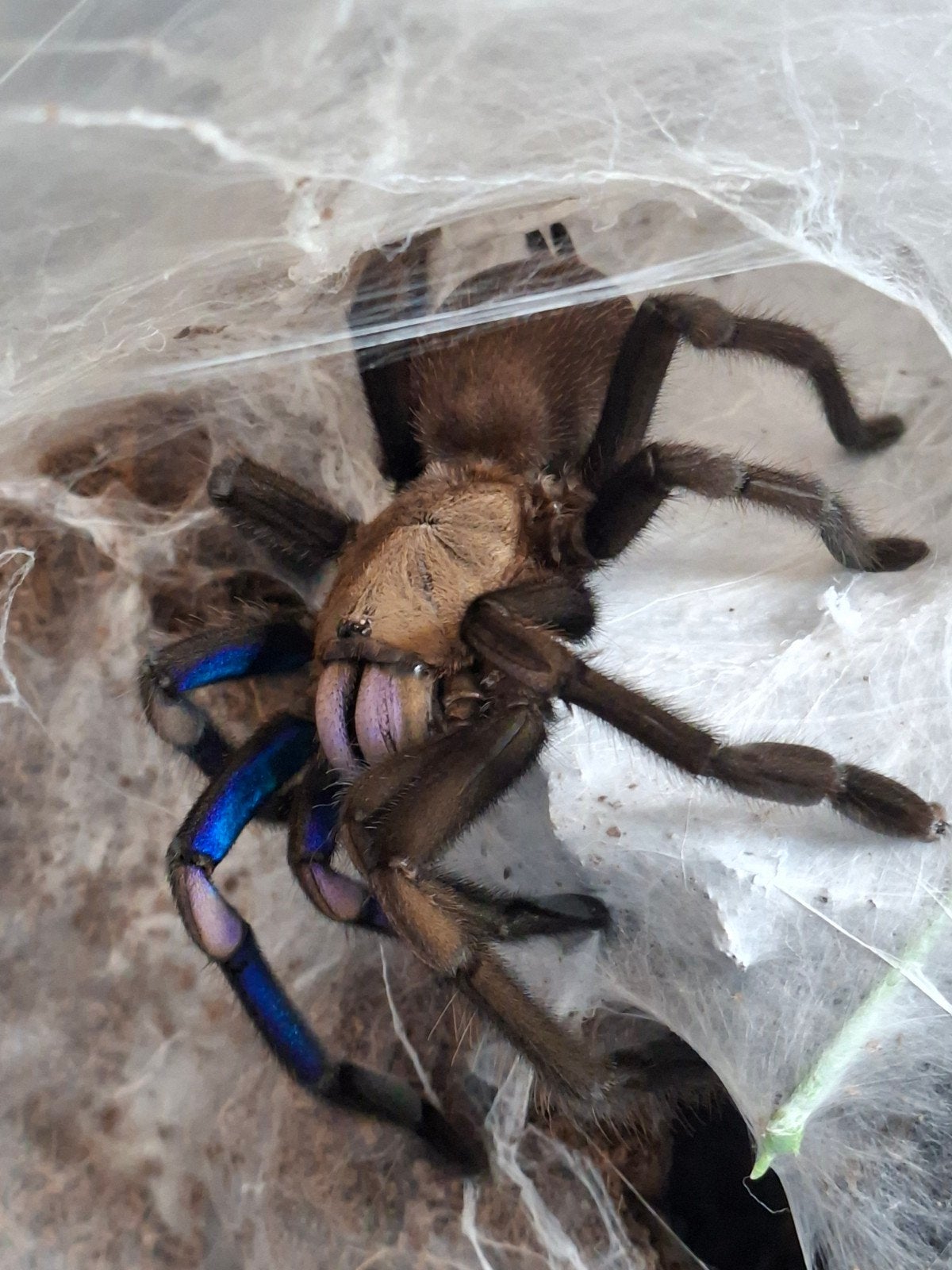 Chilobrachys natanicharum koppel, Dieren en Toebehoren, Overige soorten