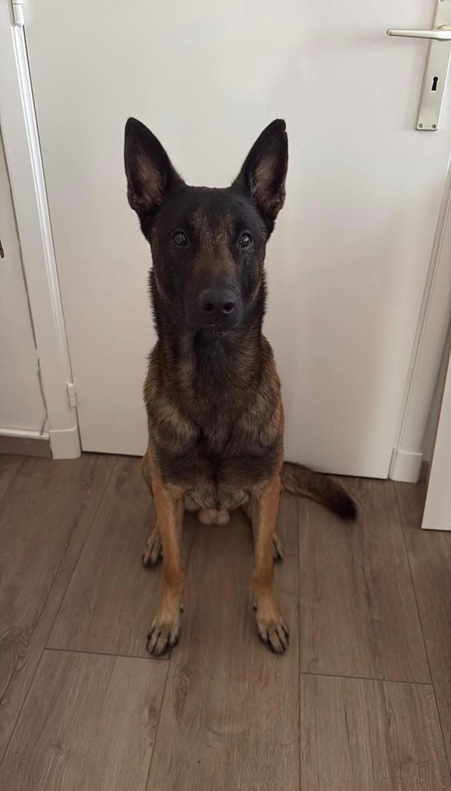 Mechelse herder, Dieren en Toebehoren, Honden | Herdershonden en Veedrijvers, België, Particulier, Rabiës (hondsdolheid), Reu
