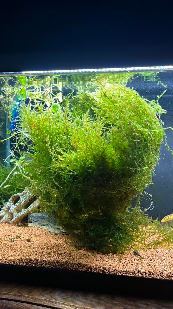 Java mos aquarium, Dieren en Toebehoren, Ophalen, Zo goed als nieuw, Plant(en), Steen of Hout