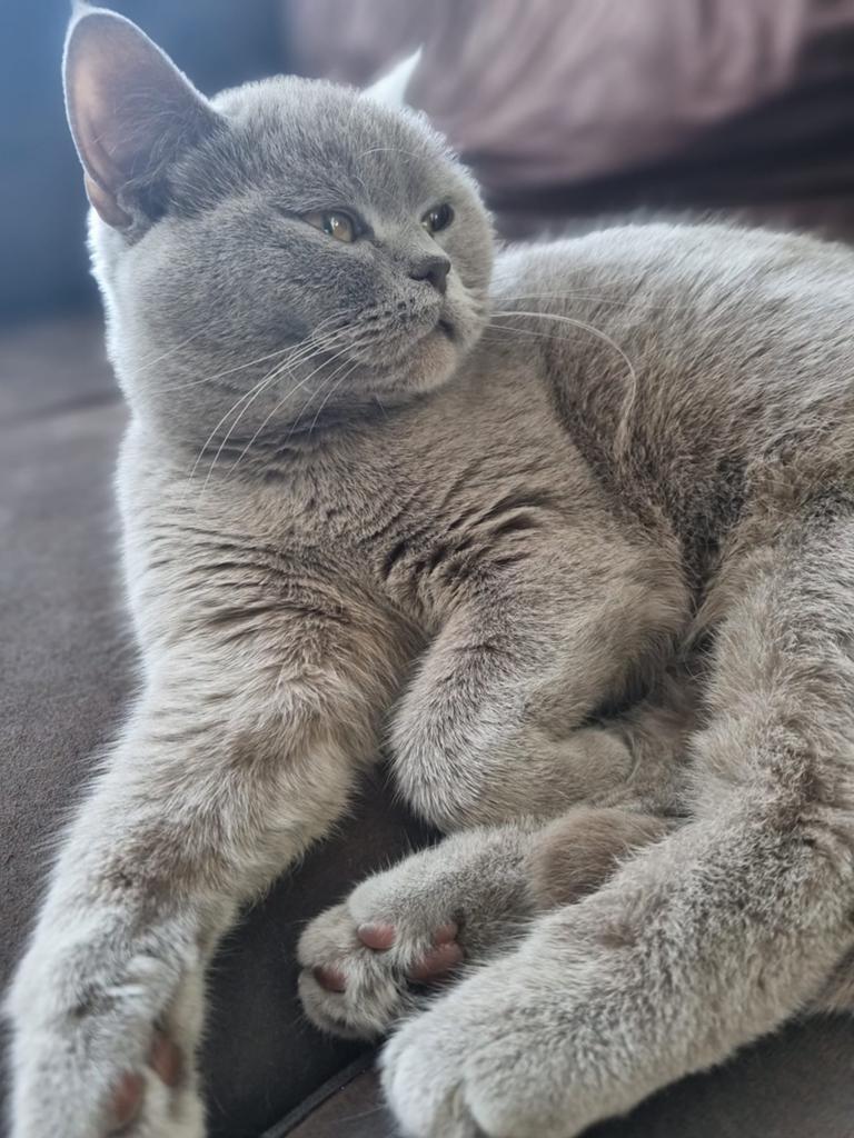 Brits korthaar, Poes
