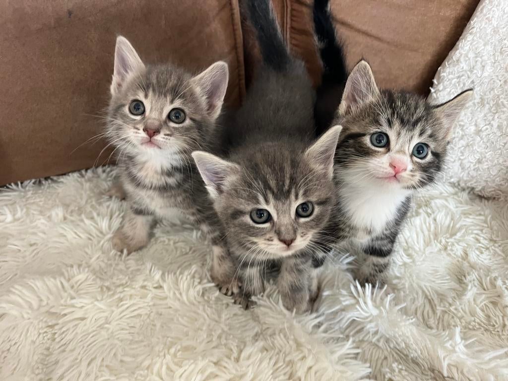 Maine coon/ ragdoll ragcoon kittens kruising, Meerdere dieren