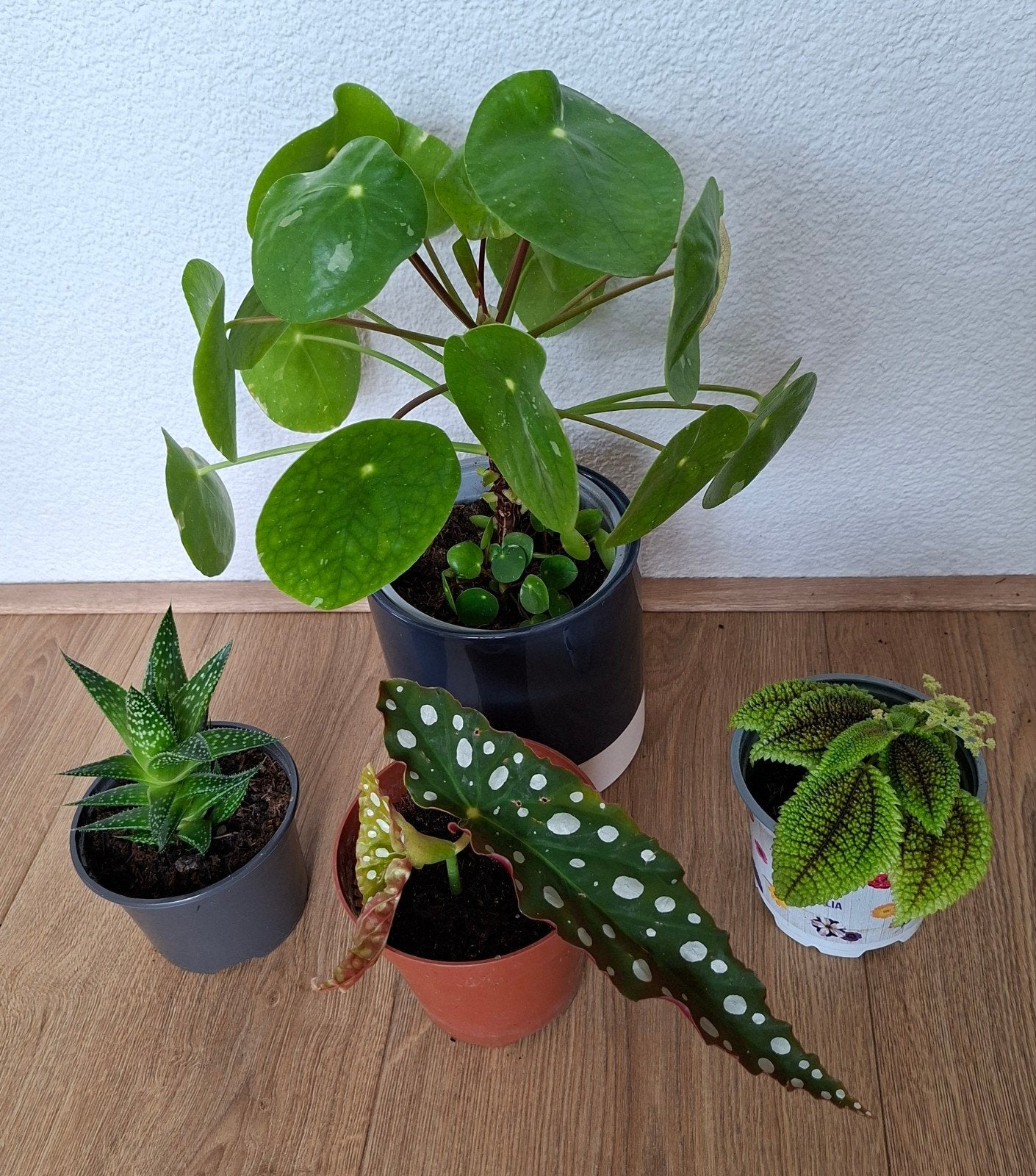OPRUIMING DIVERSE KAMERPLANTEN, Ophalen, Halfschaduw, Minder dan 100 cm