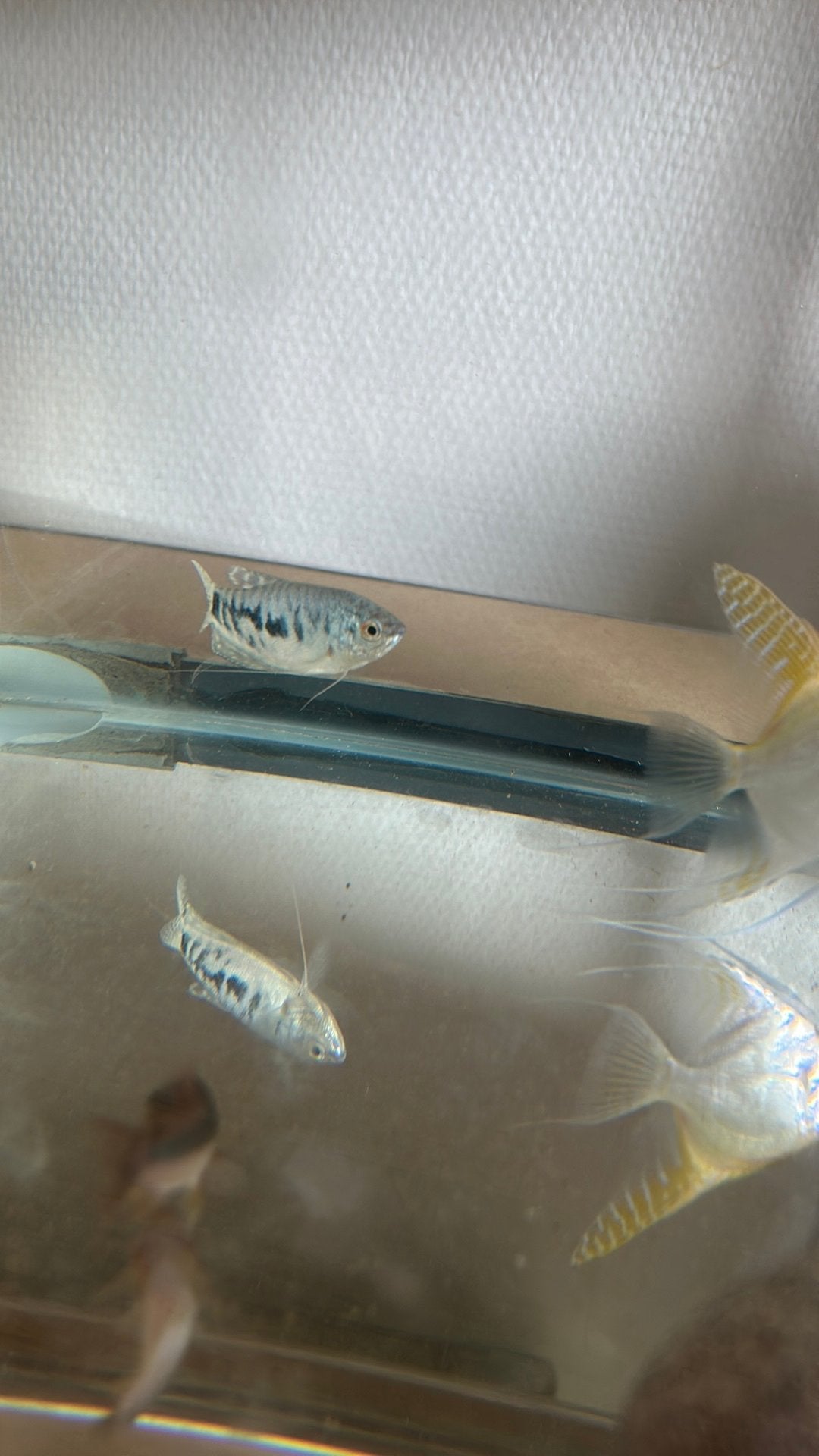 3 vissen *gratis ophalen*, Dieren en Toebehoren, Vissen | Aquariumvissen, Vis