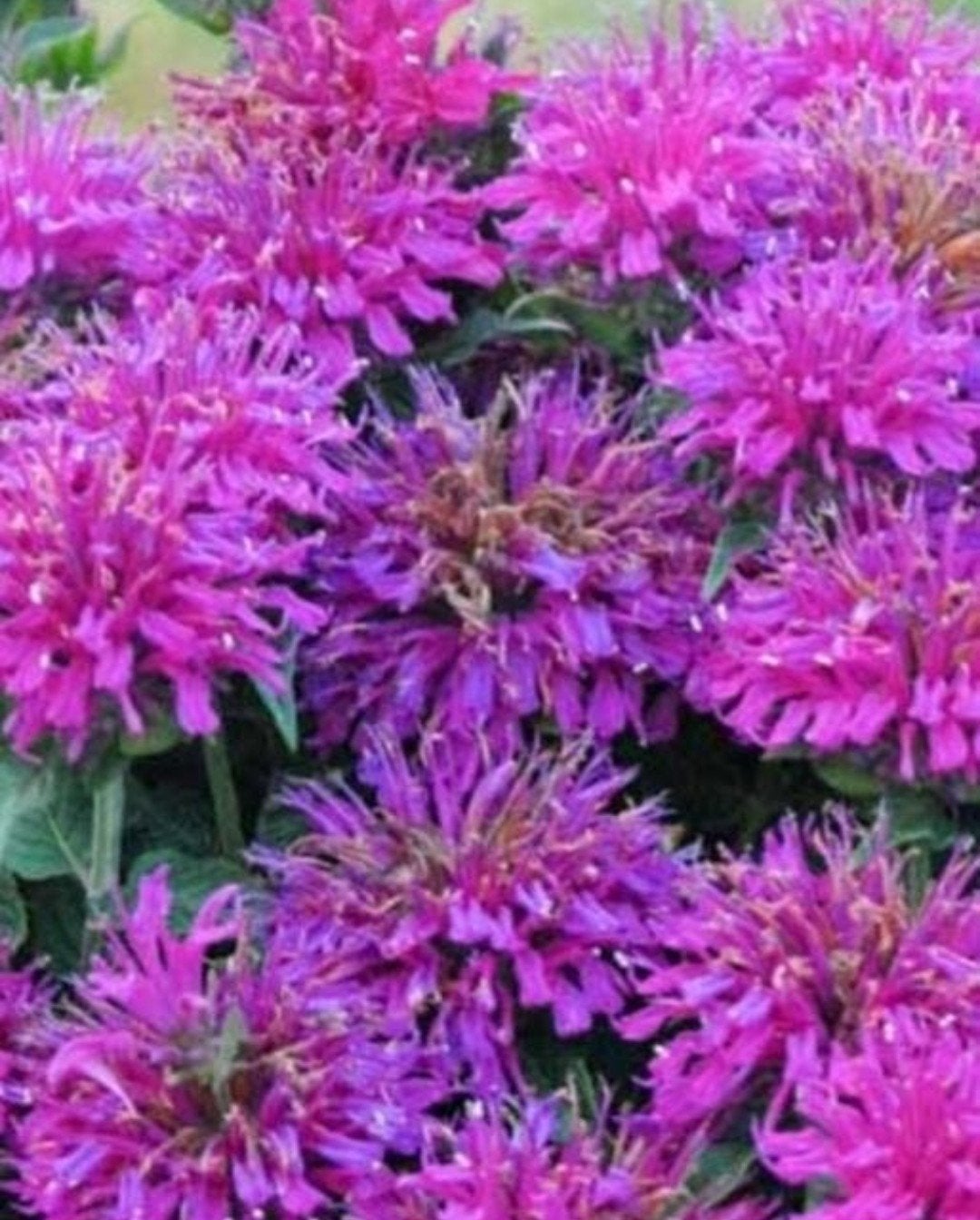 Monarda 'Grape Gumball' - Bergamotplant - p9, Overige soorten, Volle zon, Vaste plant, Ophalen of Verzenden