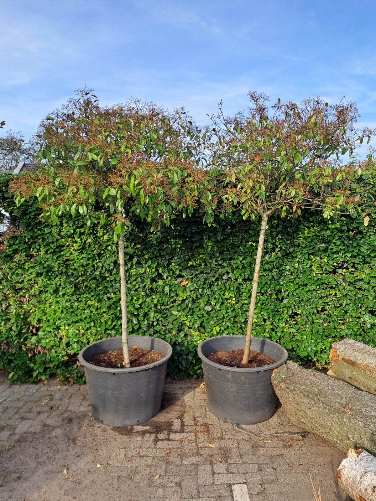 2 Bolbomen Photinia fraseri 'Red Robin' (Glansmispel) in pot, Lente, 100 tot 250 cm, Ophalen, Volle zon