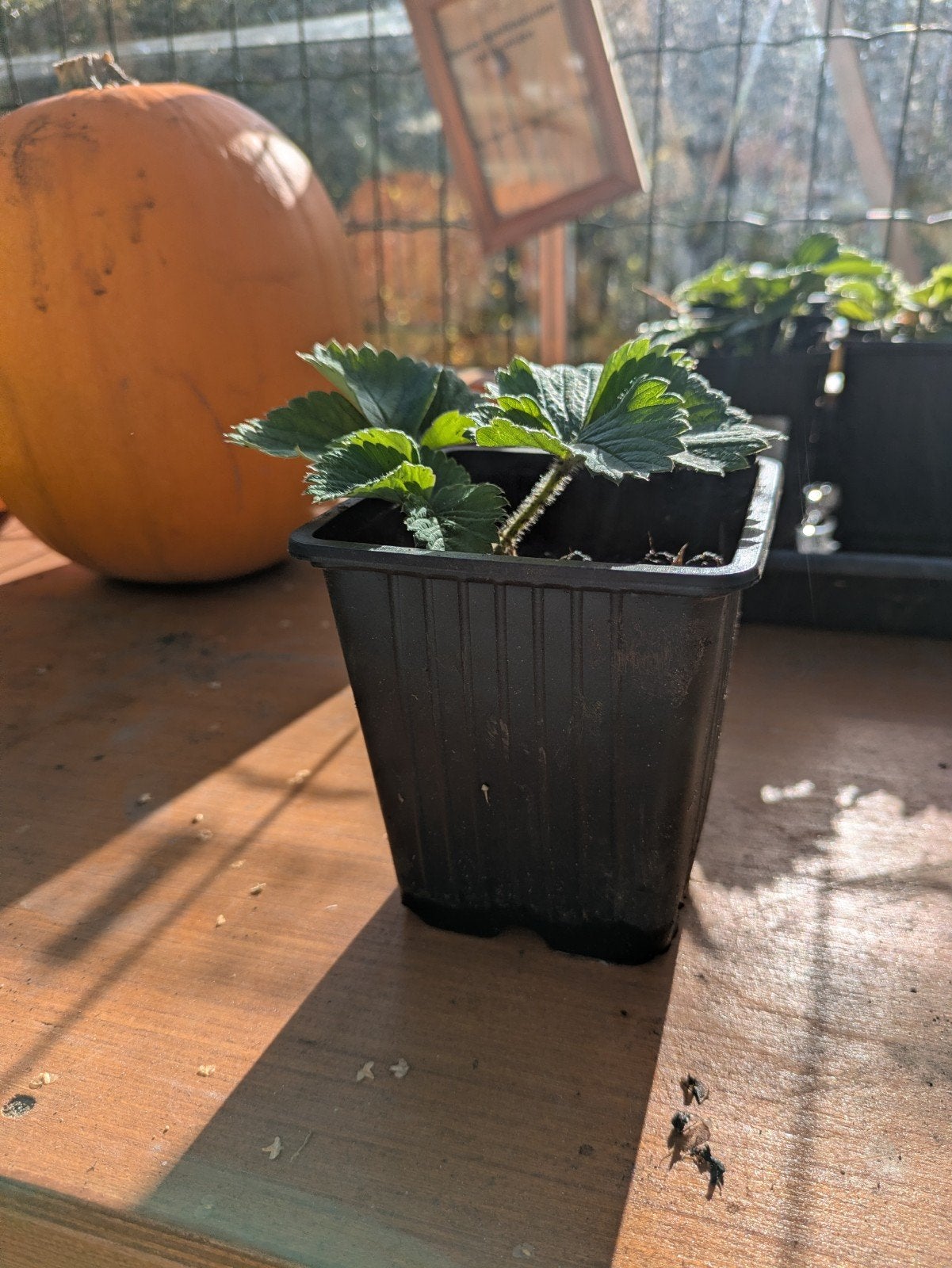 Biologische aardbeiplanten - Kortdragende Soort, Ophalen, Vaste plant, Fruitplanten, Volle zon