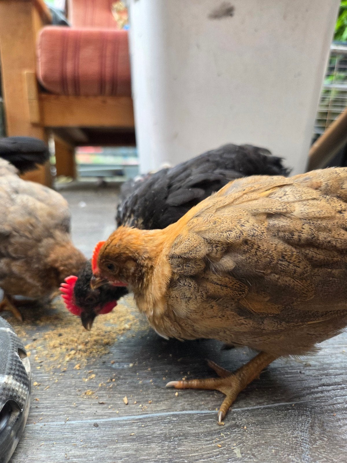 Serama mix krielkuikens, Dieren en Toebehoren, Kip