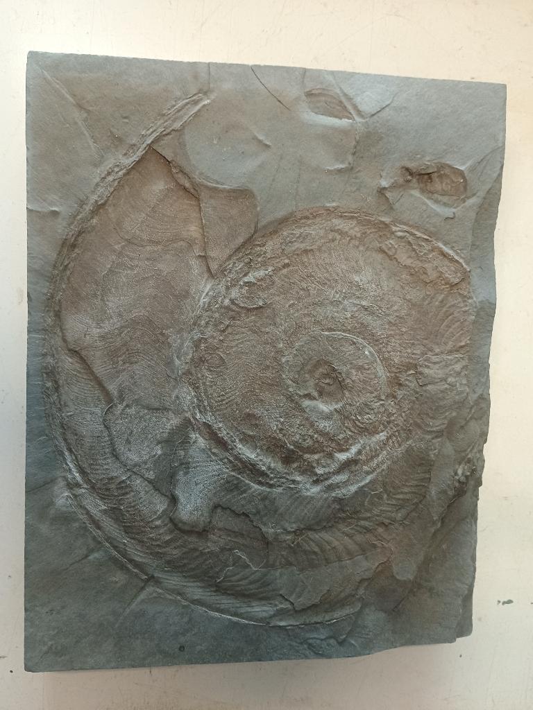 Ammoniet, Verzamelen, Mineralen en Fossielen, Ophalen of Verzenden, Fossiel