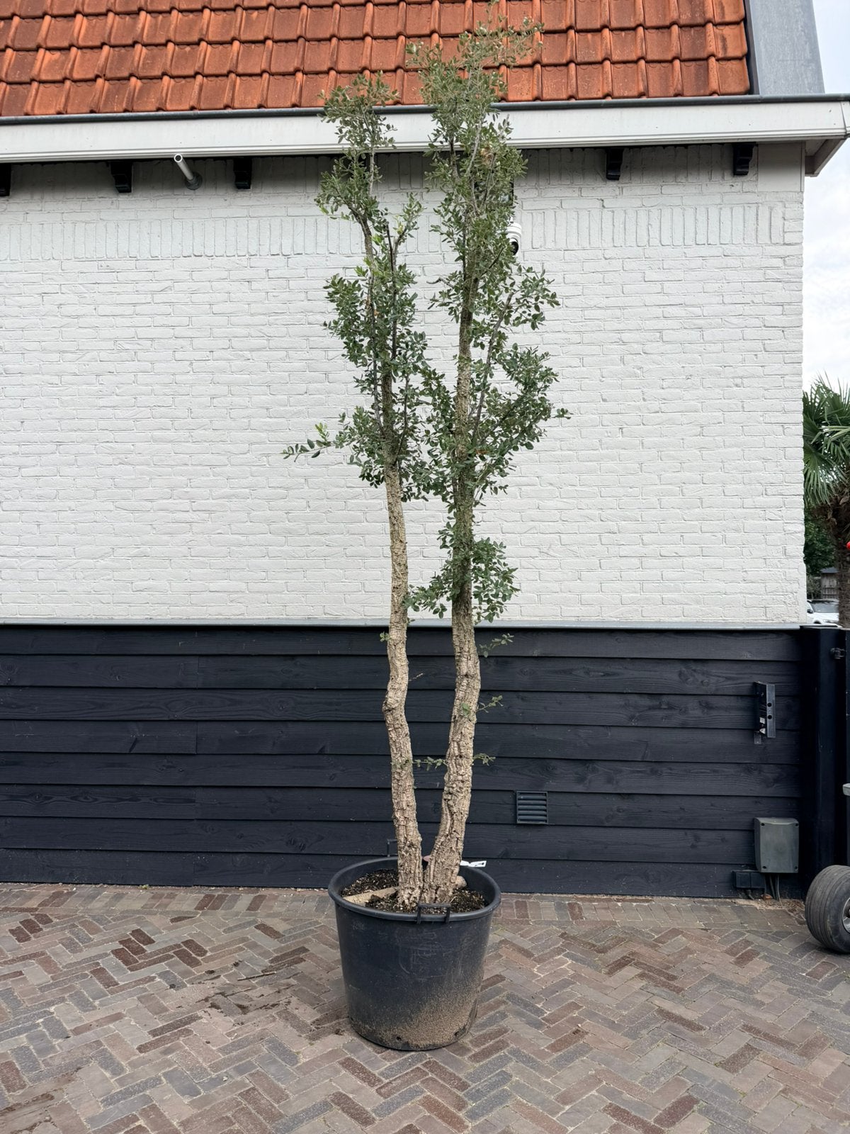 Mooie meerstammige kurkeik, Overige soorten, 100 tot 250 cm, Zomer, Ophalen