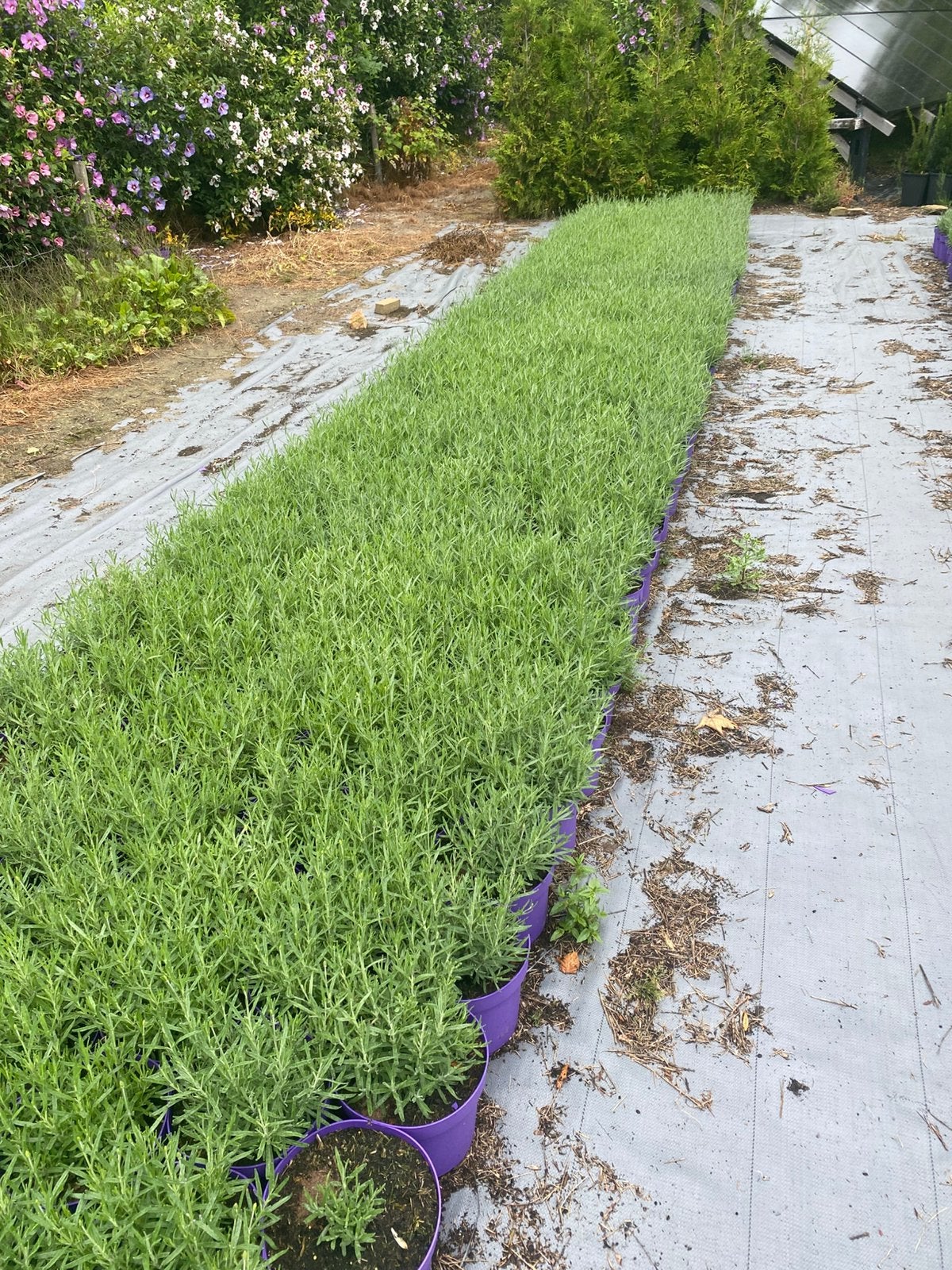 Bloeiende lavendel in20cmpot hidcote paars €1,25edelweisswit, Ophalen