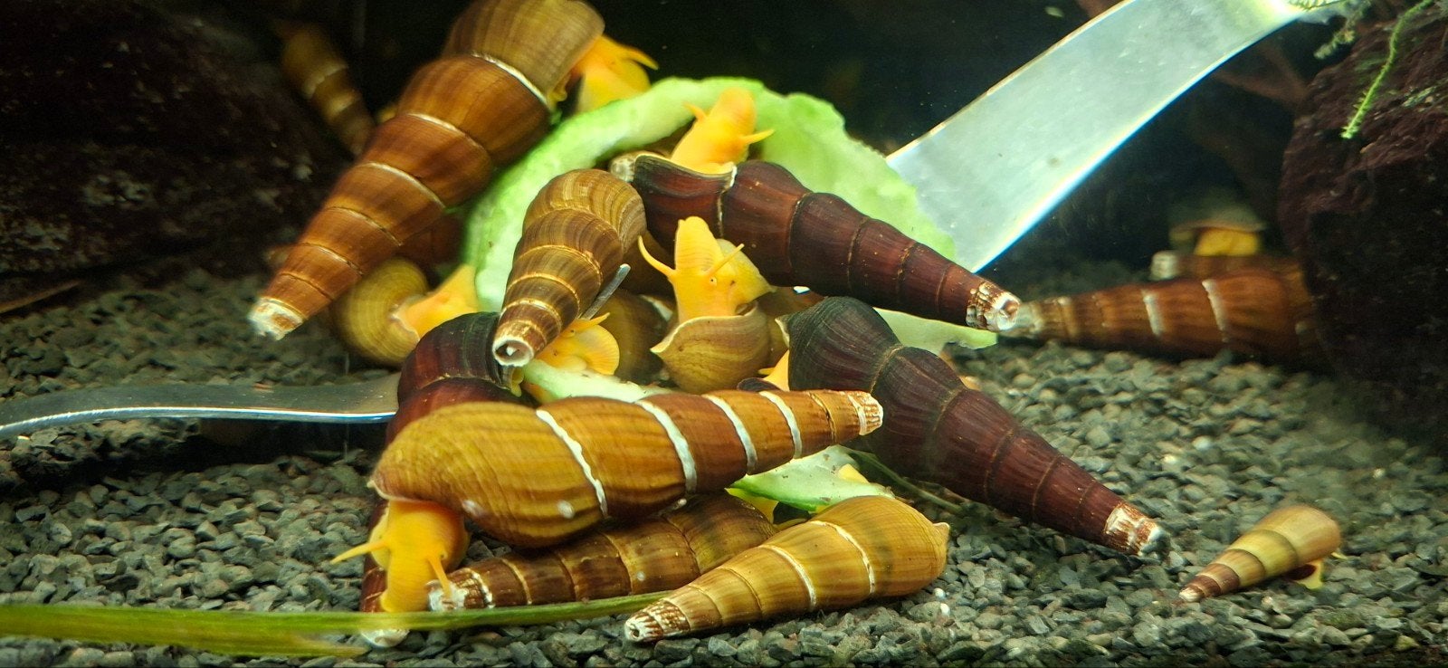 Tylomelania sp. Golden of Sulawesi-slakken, 1 euro per stuk, Dieren en Toebehoren, Vissen | Aquariumvissen, Slak of Weekdier
