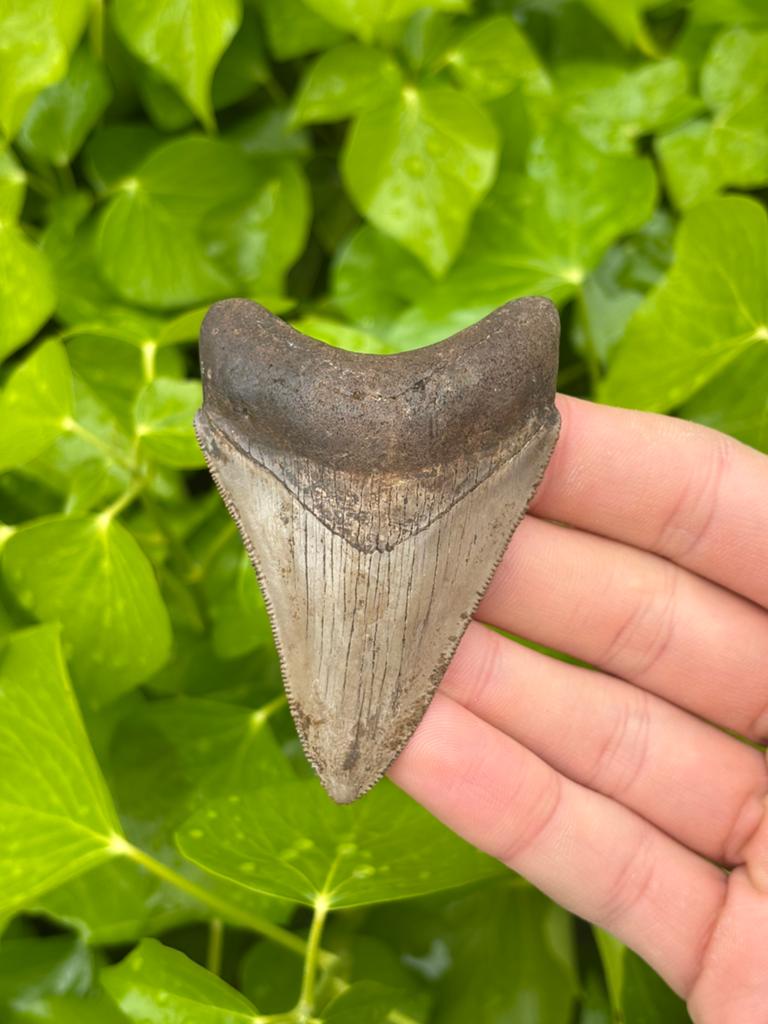Megalodon haaientand Georgia, Verzamelen, Mineralen en Fossielen, Ophalen of Verzenden