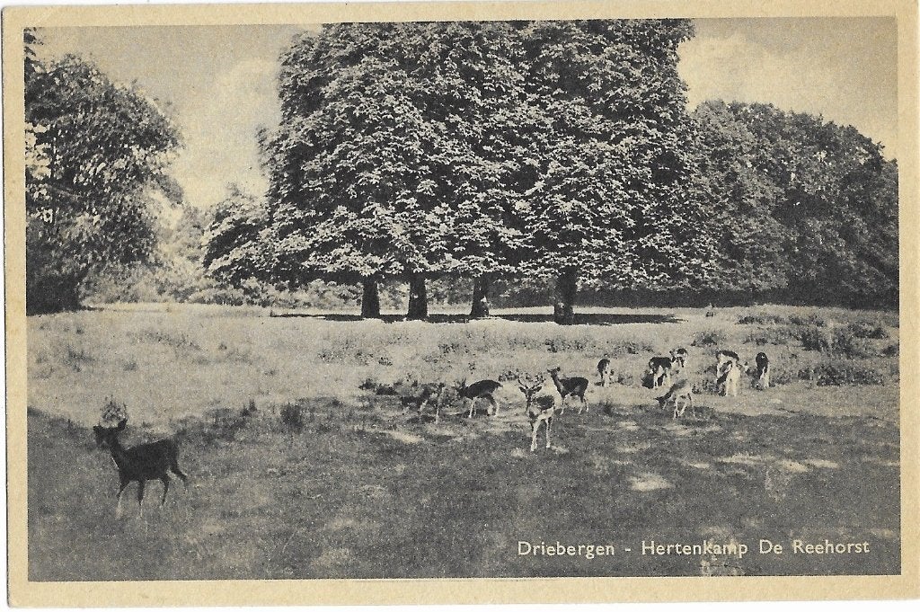 Driebergen, Hertenkamp De Reehorst, herten, Ophalen of Verzenden, 1940 tot 1960, Gelopen, Utrecht