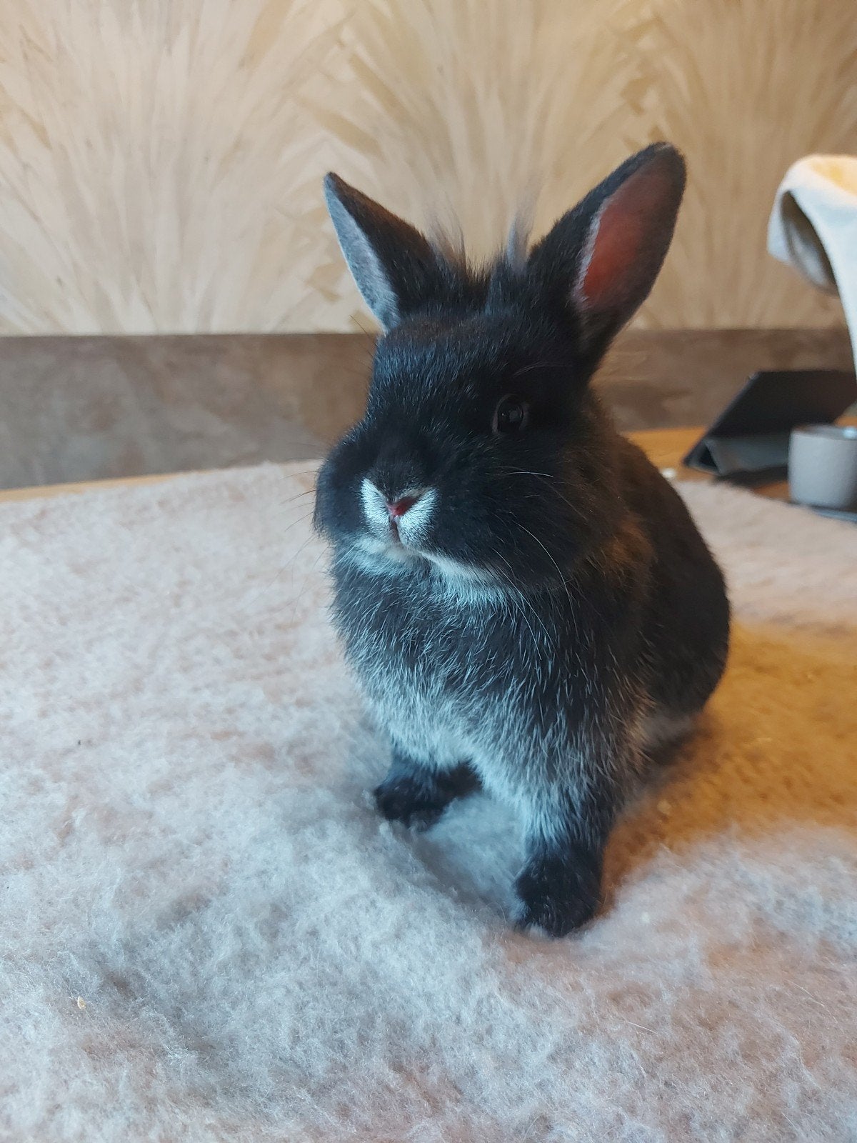 Jonge konijnen, Dieren en Toebehoren, Konijnen, Meerdere dieren, Groot, 0 tot 2 jaar